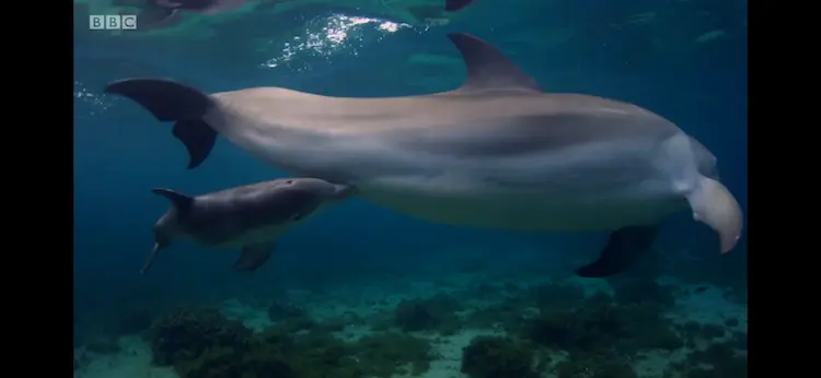 Indo-Pacific bottlenose dolphin (Tursiops aduncus) as shown in Blue Planet II - Our Blue Planet